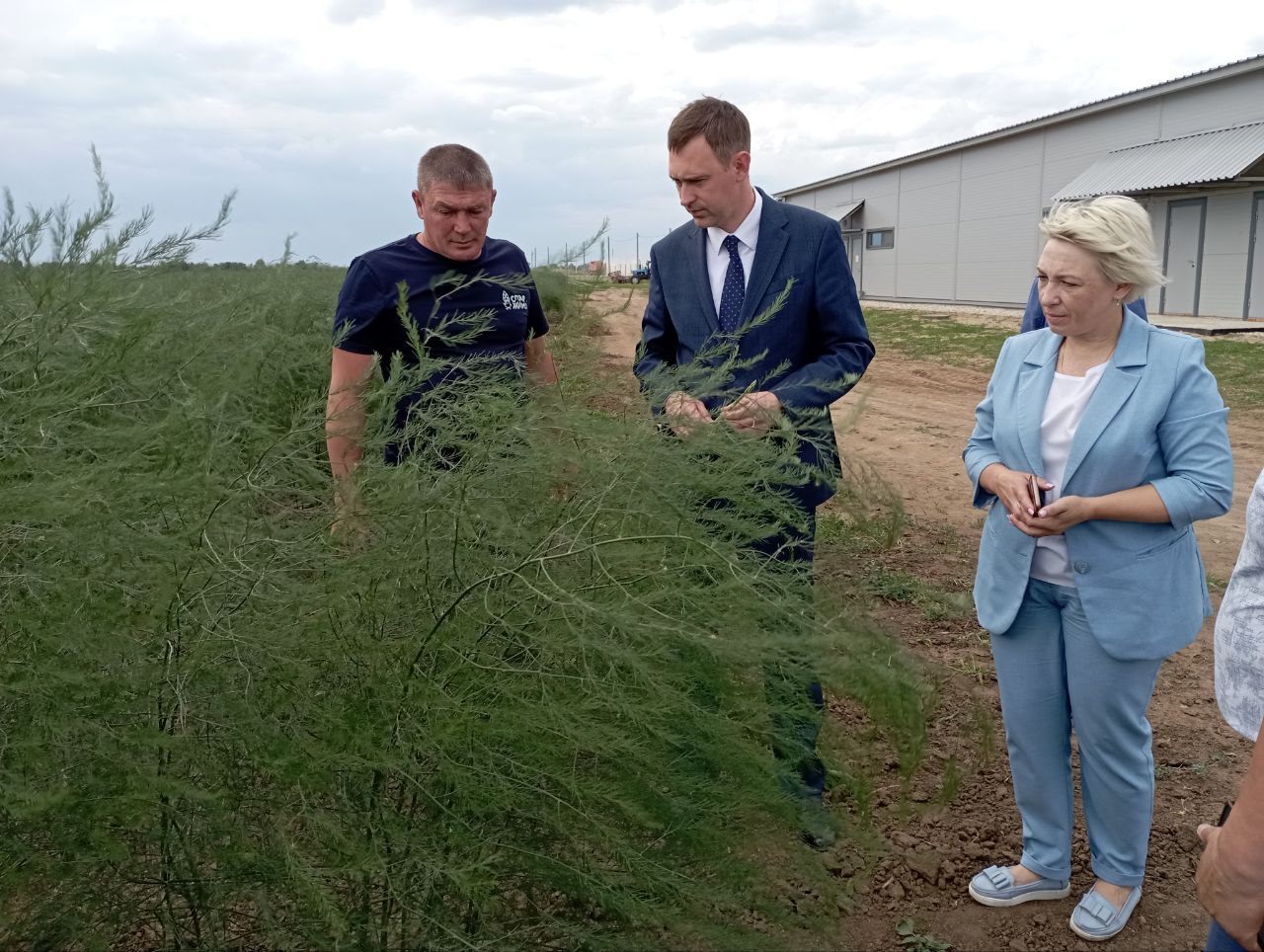 Первый урожай спаржи получил предприниматель Энгельсского района.